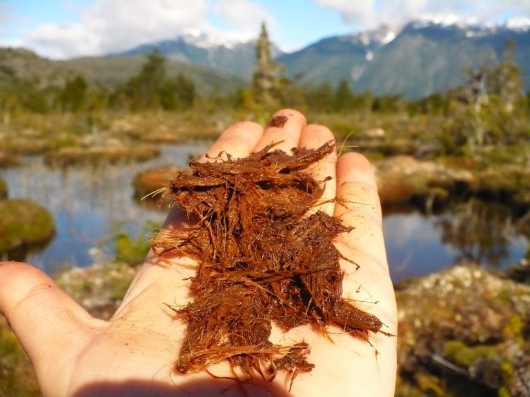 Turberas y evolución:  los húmedos secretos de Gaia