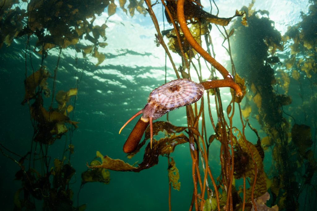 Estudio documenta más de 200 especies en el Estrecho de Magallanes asociadas a los bosques de huiro