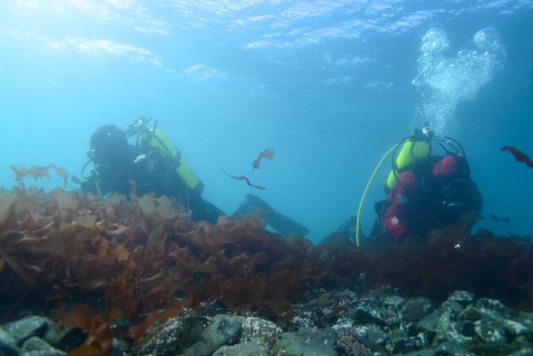 Los hallazgos que redefinen el conocimiento del cambio ambiental en los fiordos australes