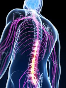 Las claves neuromusculares que predicen la fragilidad